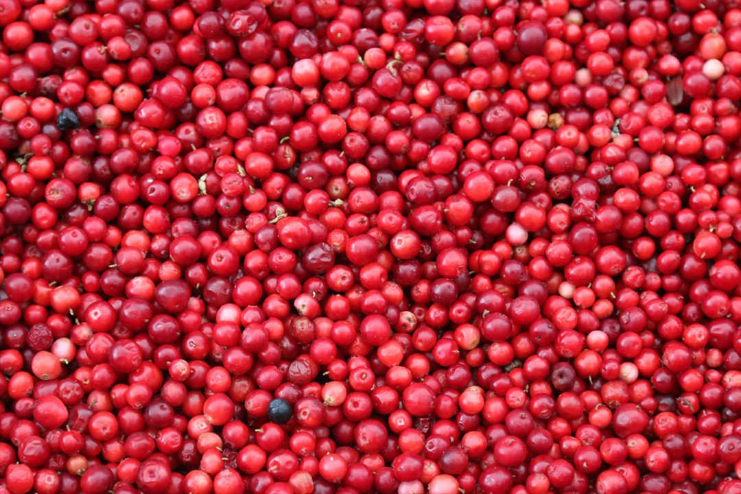 Arándano rojo: sus usos en la cocina